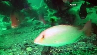 Ancient Underwater Forest Discovered