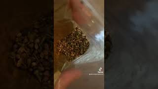 Free regular cannabis seeds.  High THC mephisto and twenty 20.....