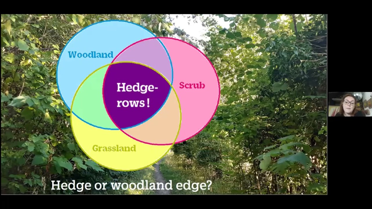 An Introduction to the dynamic world of hedges