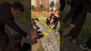 生菜我只吃最新鲜的!#周公谨 #shorts