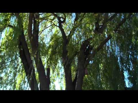 Video: Rod Willow (22 Photos): Description Of Basket Willow, Tree Leaves. How To Plant Verbolosis And How To Care For It?