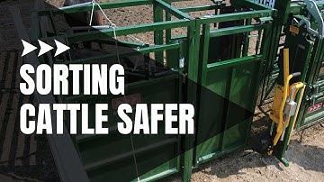 Cattle Sorting | Best Way to Sort Cattle | Demo