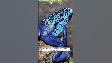 Blue Poison Dart Frog: Deadly Beauty🔵#shorts #short  #animal #aweinspiring #shortvideos #viralvideos
