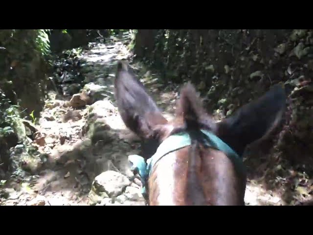 Salto del Limon Horseback Trail Up  - Water Excursions - ResortsDR.com