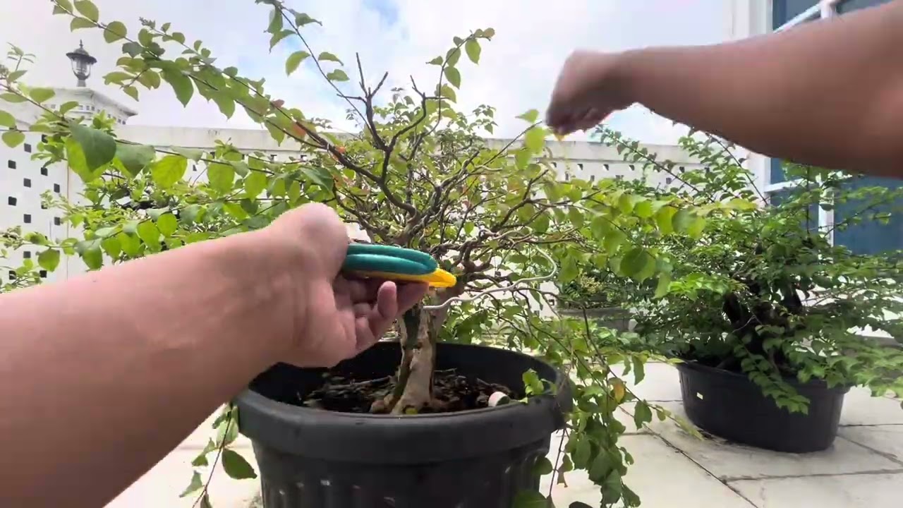 Pruning Crape Myrtle (Lagerstroemia speciosa) part 2