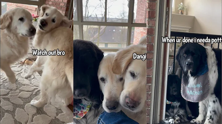 Life With Four Dogs