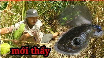 Câu cá lóc bằng vịt, thời buổi giờ tìm con cá cỡ này thật khó