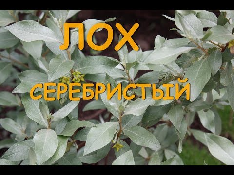 Видео: Лох теснолистна