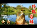 野味54集 | 珍珠石斑 | 路亞 | 剝皮辣椒 茄汁 | Jaguar Guapote | 萍哥Pinger