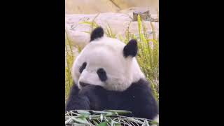 🐼北辰吃饭太可爱了！#Panda #Animal 【跟着图尔去旅行】