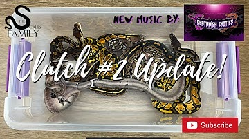 Ball Python Babies- Clutch #2 Update! More Urban Camos