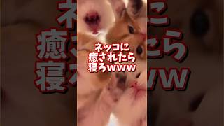 ネッコの動画で癒されたら寝ろｗｗｗ　#2ch  #動物  #猫 #癒やし #ねこ動画