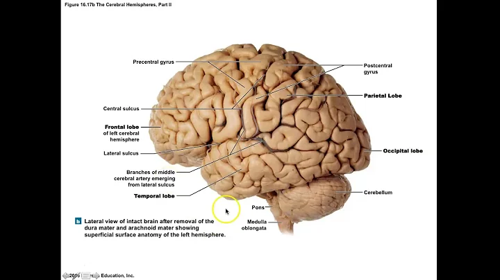 Brockmann Cerebrum