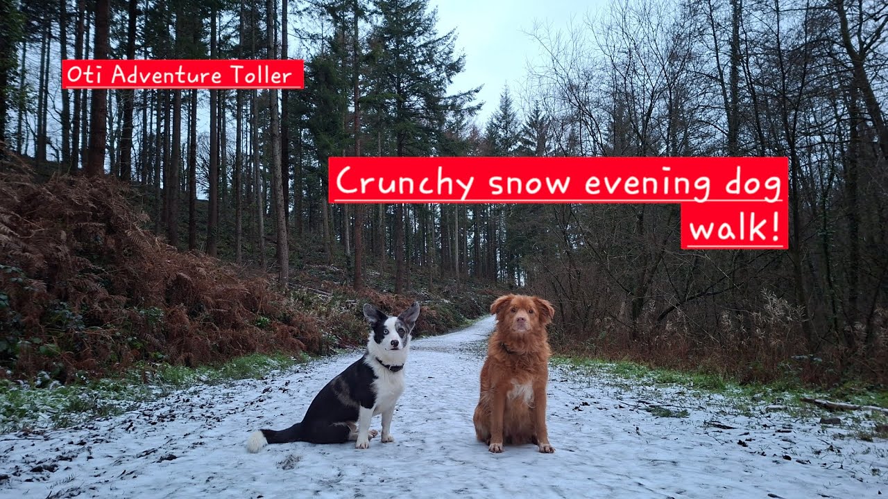 Хрустящий снег для нашей вечерней прогулки с собакой — тестирование Samsung A56.