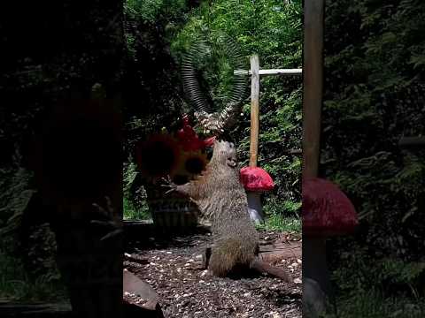 Groundhog Goes for