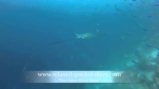 A spotted eagle ray