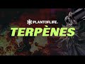  terpnes  plant of life
