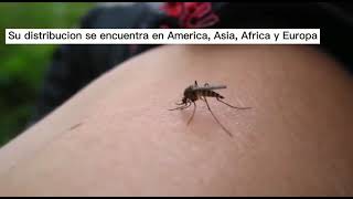 Mosquito Culex Pipiens