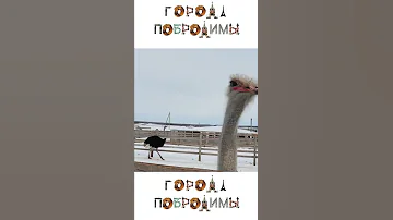 Как кормить страуса с руки