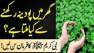 What did the Holy Prophet say about mint? | The wonderful benefits of mint | Mint juice benefits