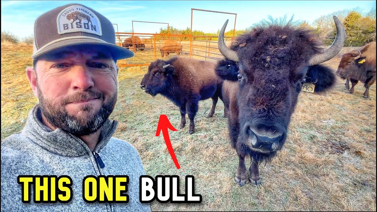 I Only Needed ONE Bull… Getting Him Was the Problem.