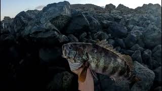 pesca de cabrilla y rollizo en la cuarta region coquimbo rockfishing screenshot 3