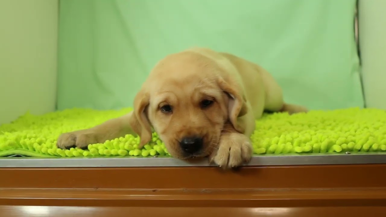 栃木県のラブラドールレトリーバー 男の子 22 09 生まれ イエロー 子犬id 7964 ブリーダーナビ