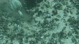 Eider Ducks Diving Under The Arctic Sea Ice.flv
