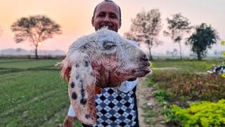 KING of GOAT HEAD CURRY | Lamb Head Curry | Mubashir Saddique | Village Food Secrets