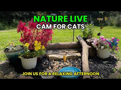 Kentucky Wildlife Garden Cam live cam preview