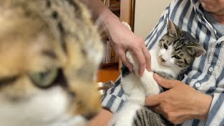 猫の爪切りをしました。