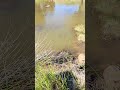 Formigueiro de peixes