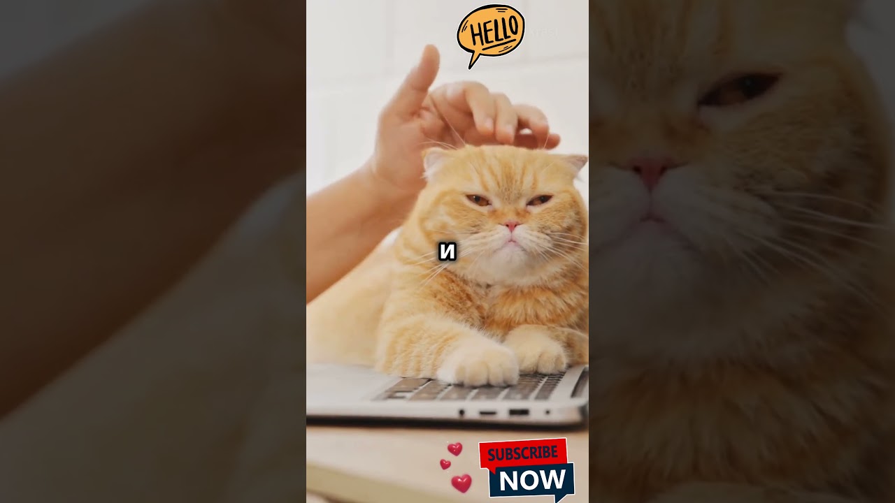 Котенок, Который Согрел Сердце в 2024  