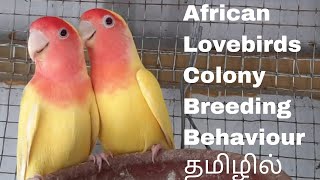 African lovebirds colony breeding behaviour in Tamil
