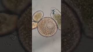 Two Nassula species held by a suctorian | microscopic capture