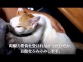 お腹をふみふみする猫