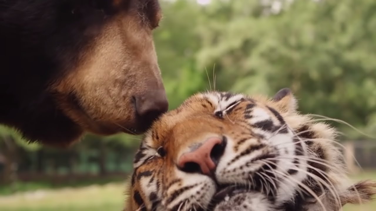 Animal coupling. Медведь балу, Лев Лео и тигр Шер-Хан. Любовь животных. Тигр и медведь Дружба. Медвежонок и Тигренок.