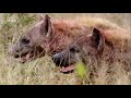 Nat Geo Wild: Смертоносная Африка. Саванна