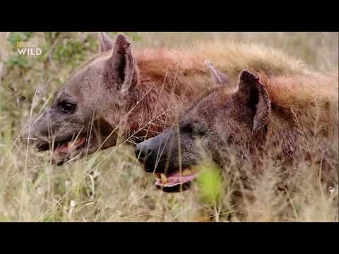 Видео: Какви животни живеят в саваната?