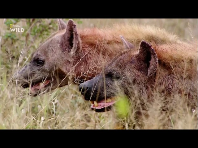 ⁣Nat Geo Wild: Смертоносная Африка. Саванна