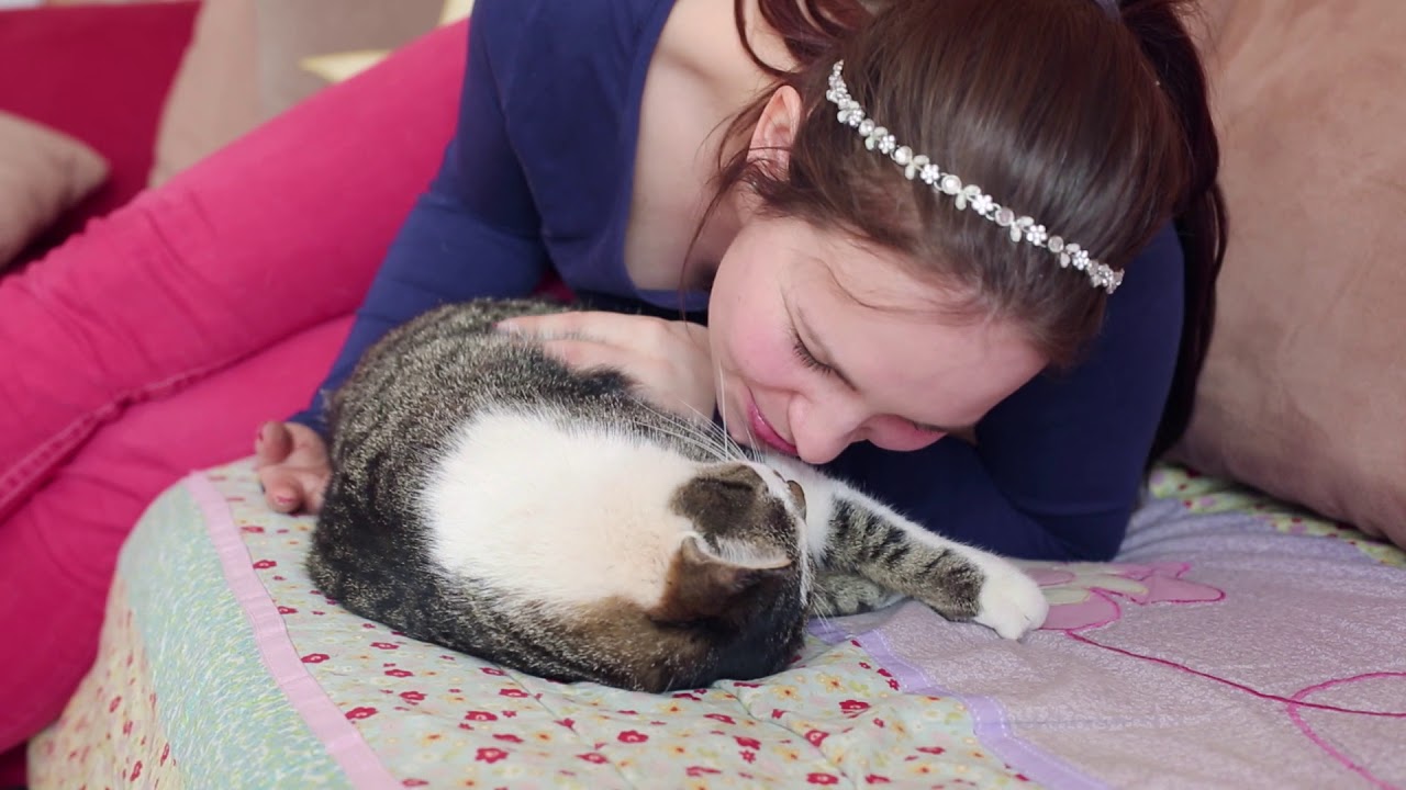 feliway diffuser replacement