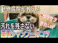 動物病院が教える犬の薬用シャンプーのコツ【How to shampoo a dog taught by a veterinarian】フケや汚れが残らない方法あります。