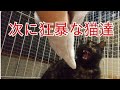 ポンハウスの中で次に狂暴な保護猫達！