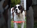🐶 Saint Bernard Dog – Gentle Giant Family Protector #shorts #ashishsaxena