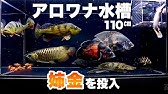 ナイルアロワナを育てる 初心者による古代魚飼育 Youtube