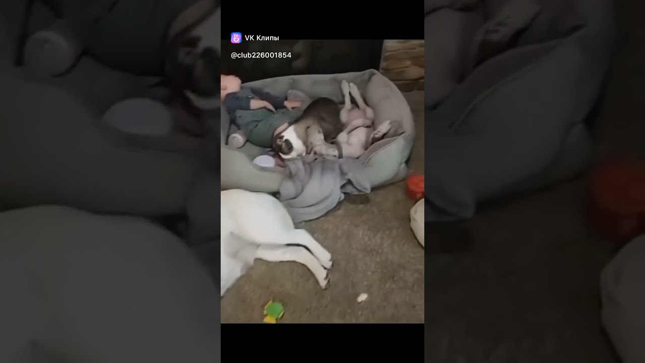 Все устали, все лежат 