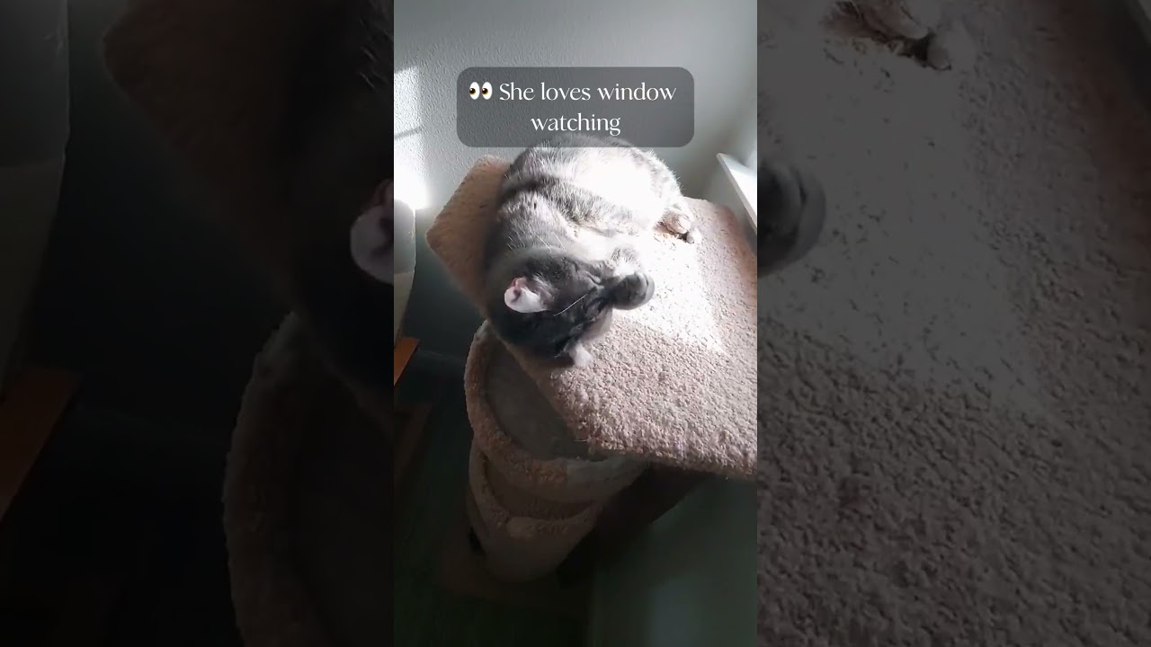 Kiki: Adopted at Golden Oldies Cat Rescue in Monterey, CA!