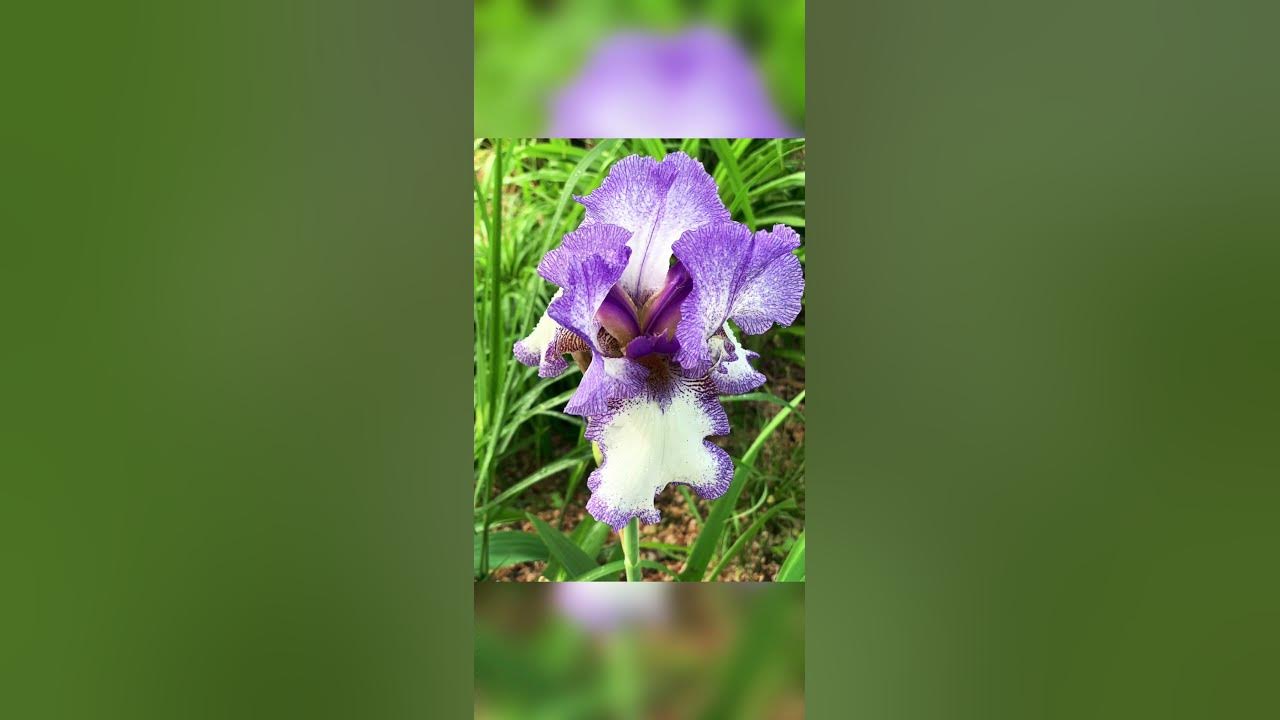 Квітни# Украіна# Перемога - YouTube