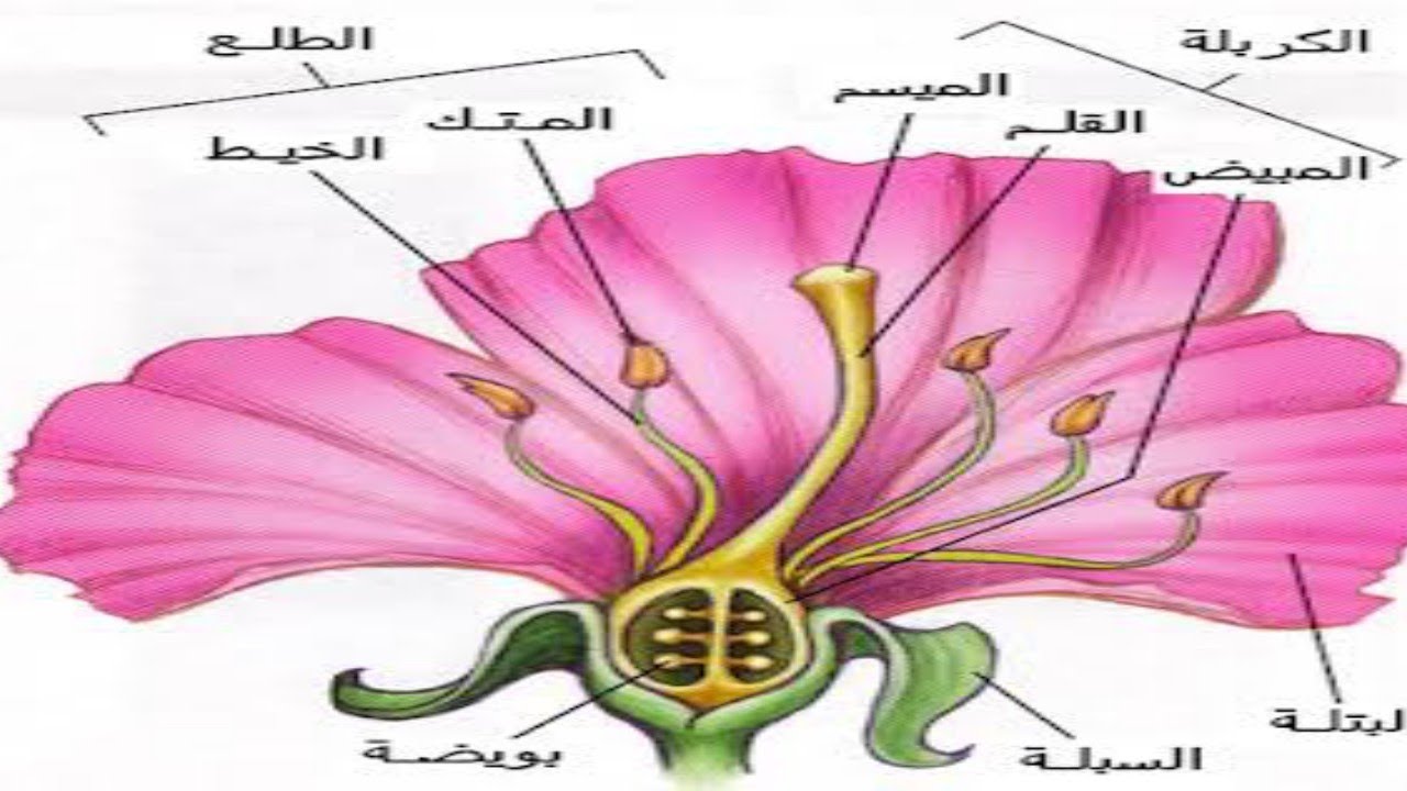 التكاثر الجنسي في النبات (شرح الجزء الثاني) للصف الثاني الإعدادي ترم ...