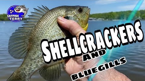 Panfishing Fun Shellcrackers & bluegills